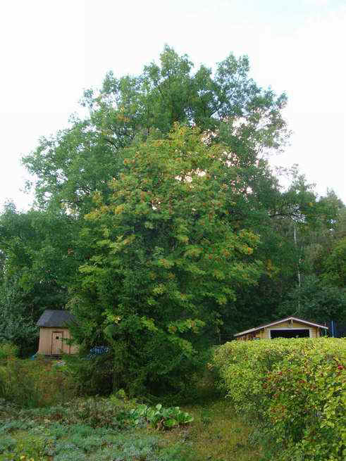 Pihlaja Lahdessa.JPG (62845 bytes)